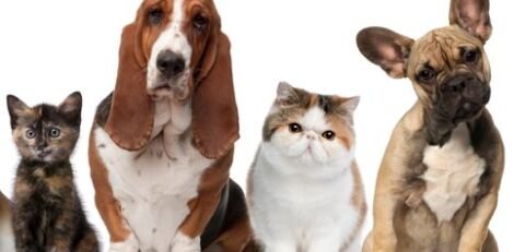 Group of cats and dogs